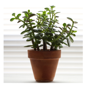 Jade Plant